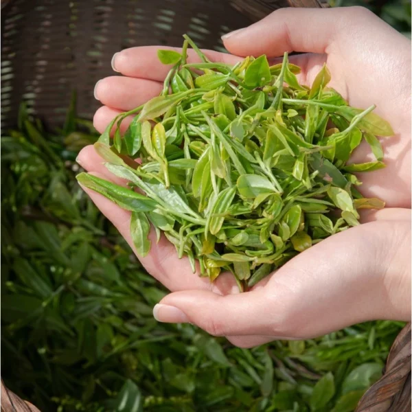 Dried Green Tea Zhe Jiang Mountain 150g